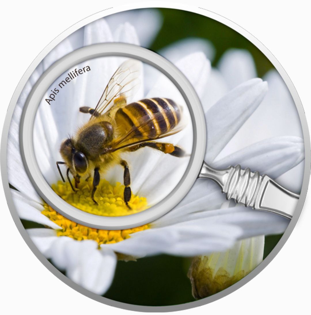 photo_2025-10-26_08-33-18 Колекційна срібна монета "Бджола з лінзою" 17,5 г 2020 рік - Зображення 1