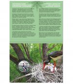 Колекційна монета “Чорнобиль. Відродження. Лелека чорний” - Зображення 4